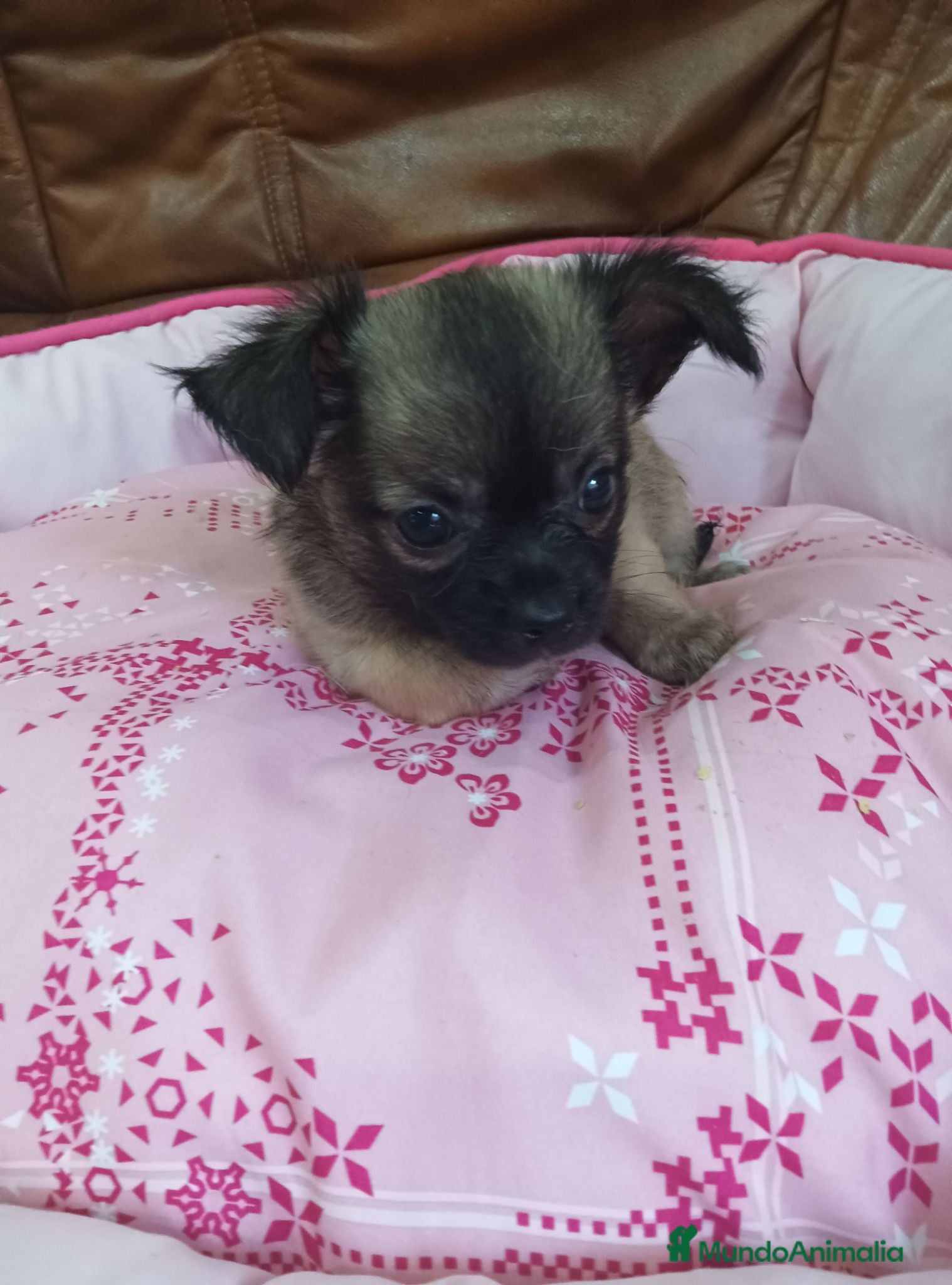 Chihuahua perros Chihuahua TOY - Anuncio 2