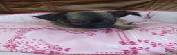 Chihuahua perros en venta: Chihuahua TOY - Anuncio 1