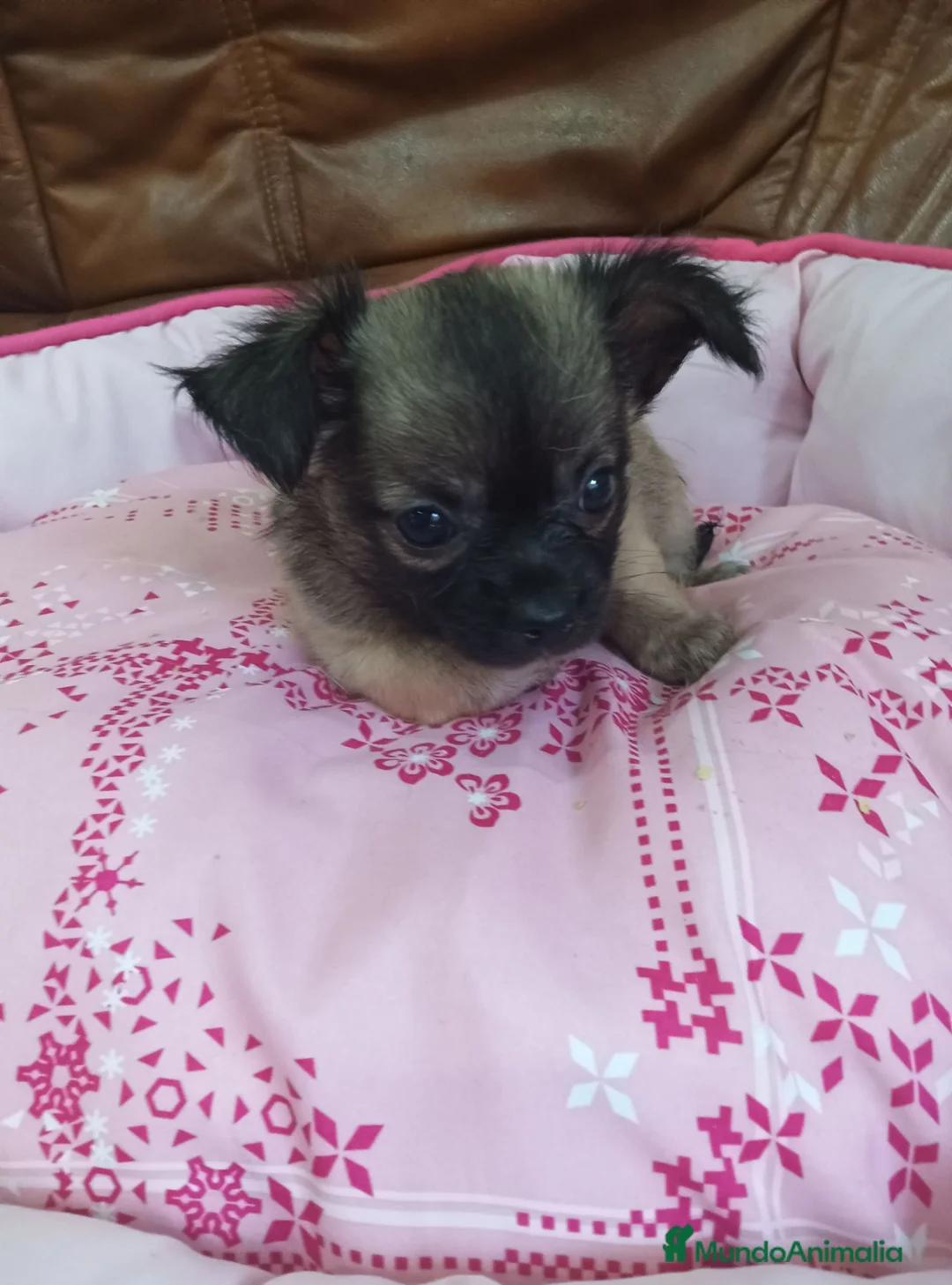 Chihuahua perros en venta: Chihuahua TOY - Anuncio 1