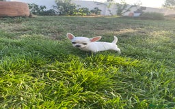 Chihuahua perros en venta: ÚLTIMOS 3 MACHOS - Imagen 6