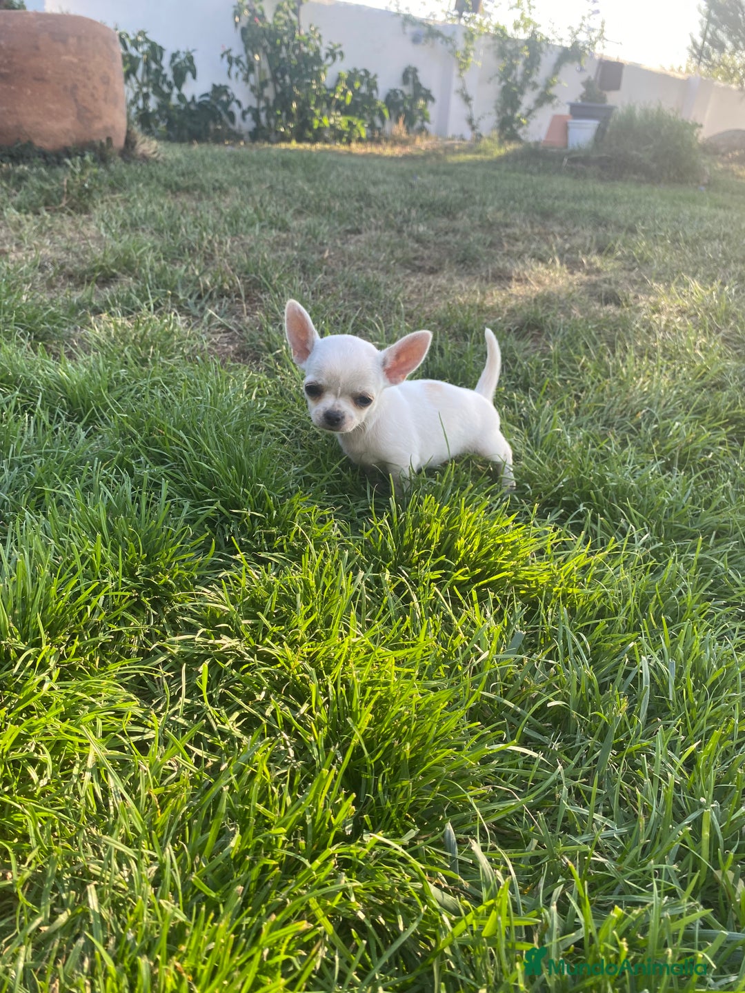 Chihuahua perros en venta: ÚLTIMOS 3 MACHOS - Imagen 6