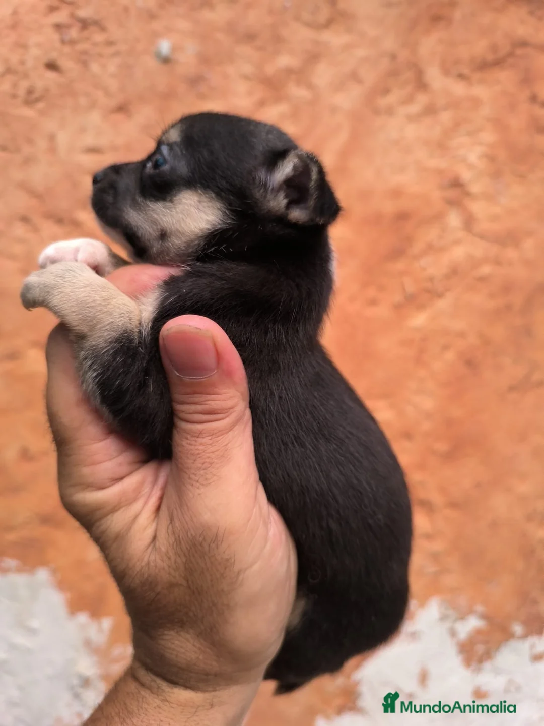 Chihuahua perros en venta: CHIHUAHUAS TOYS EXCLUSIVOS  - Anuncio 2