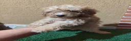 Caniche Toy perros en venta: Caniche toy 🧡 listo para entregar - Anuncio 11