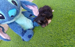 Biewer Yorkshire Terrier a la Pom Pon perros en venta: OPORTUNIDAD DE VERANO  - Imagen 5