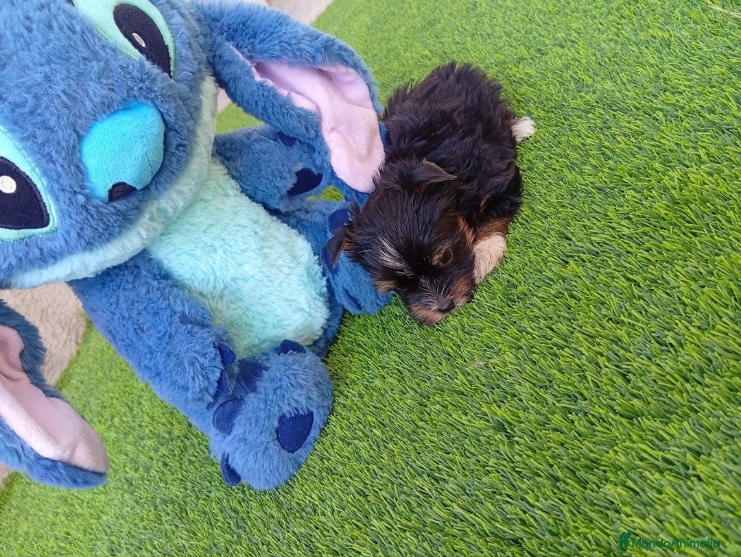 Biewer Yorkshire Terrier a la Pom Pon perros en venta: OPORTUNIDAD DE VERANO  - Imagen 5