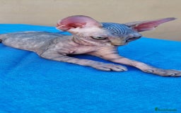 Sphynx gatos en venta: Hembrita tortuga tabby  - Imagen 7