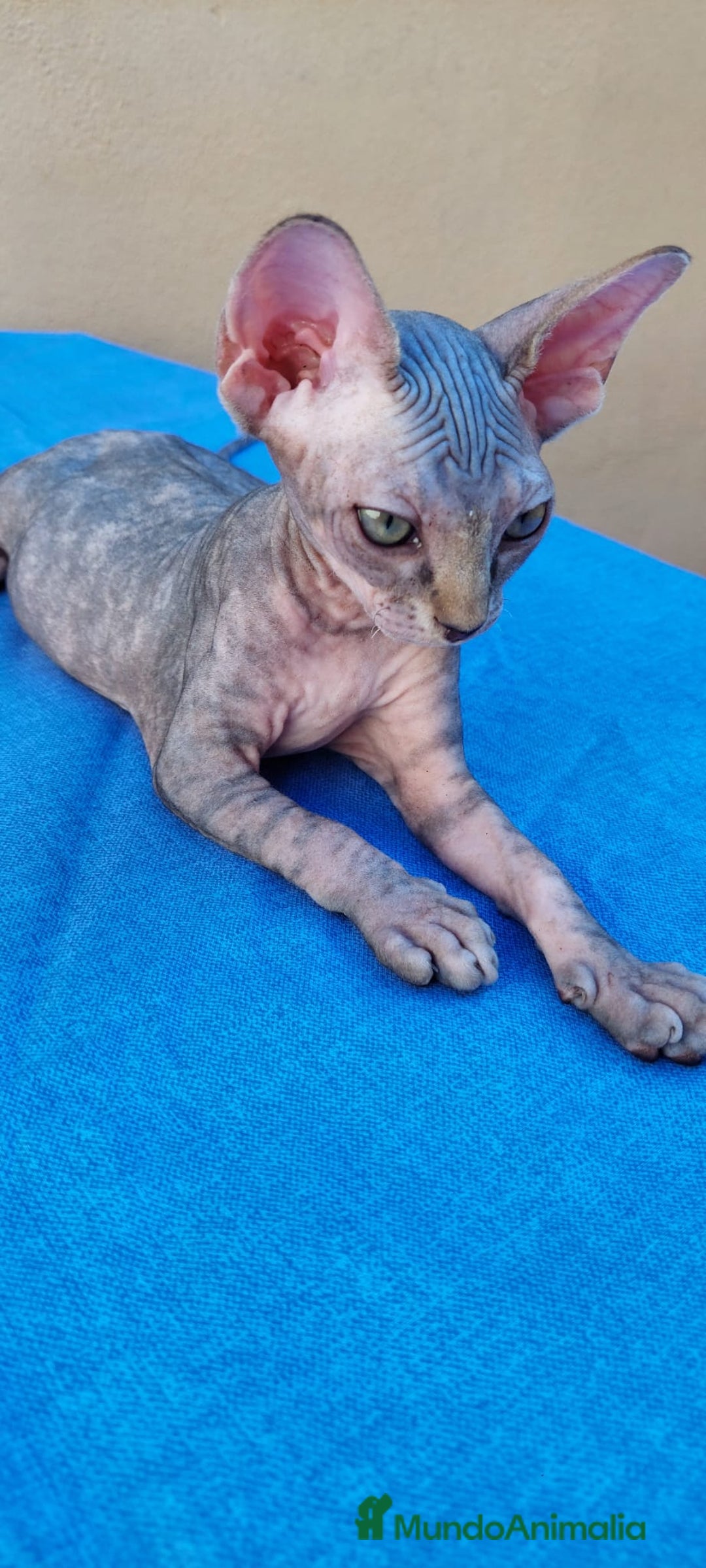 Sphynx gatos en venta: Hembrita tortuga tabby  - Imagen 7