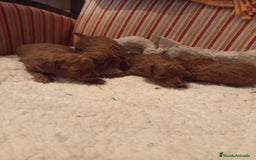 Caniche Toy perros en venta: Caniche rojo - Imagen 2
