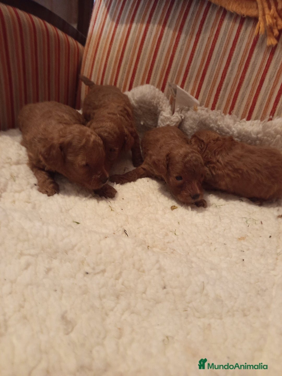 Caniche Toy perros en venta: Caniche rojo - Imagen 2