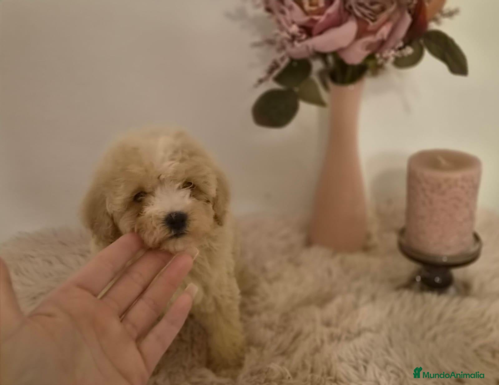 Maltipoo perros Maltipoo  - Anuncio 1