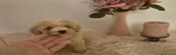 Maltipoo perros en venta: Maltipoo  - Anuncio 1