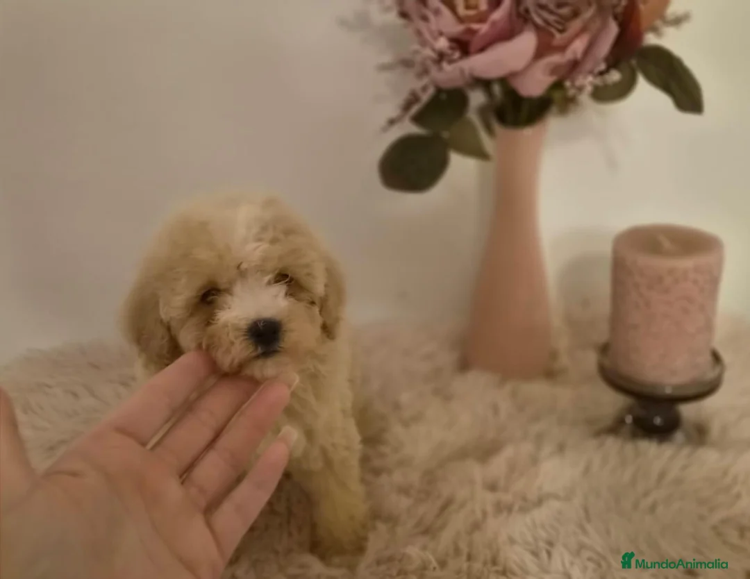 Maltipoo perros en venta: Maltipoo  - Anuncio 1