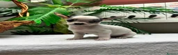 Chihuahua perros en venta: CHIHUAHUA HEMBRA - Anuncio 9