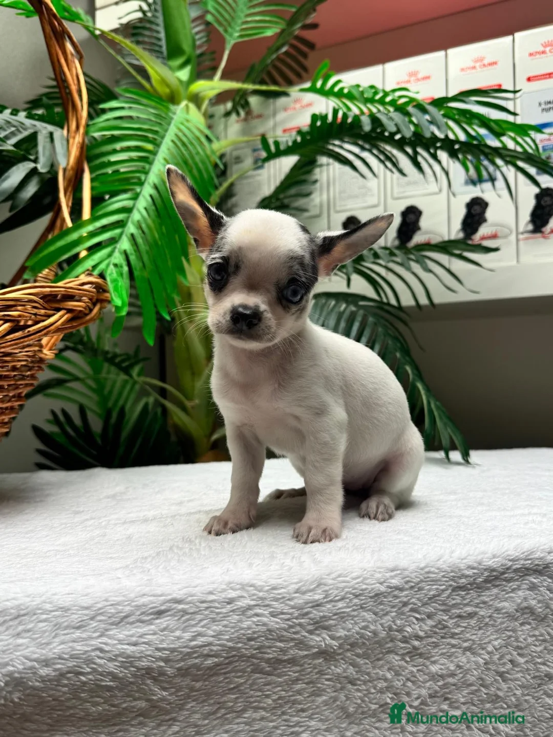 Chihuahua perros en venta: CHIHUAHUA HEMBRA - Anuncio 9