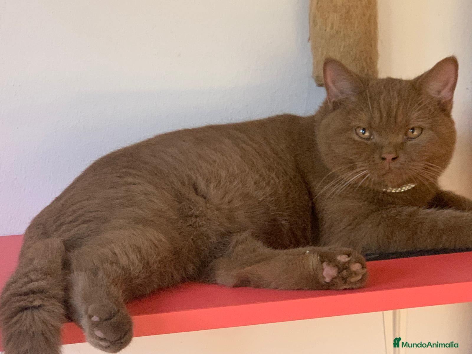 Británico de Pelo Corto gatos British shorthair Chocolate  - Anuncio 8