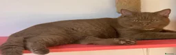Británico de Pelo Corto gatos en venta: British shorthair Chocolate  - Anuncio 1