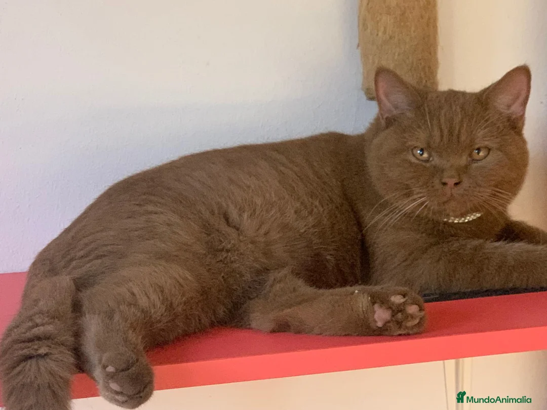 Británico de Pelo Corto gatos en venta: British shorthair Chocolate  - Anuncio 1