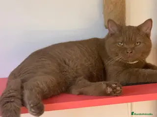 Británico de Pelo Corto gatos British shorthair Chocolate - Anuncio 23
