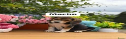 Beagle perros en venta: Parejita de beagle. Real - Anuncio 2