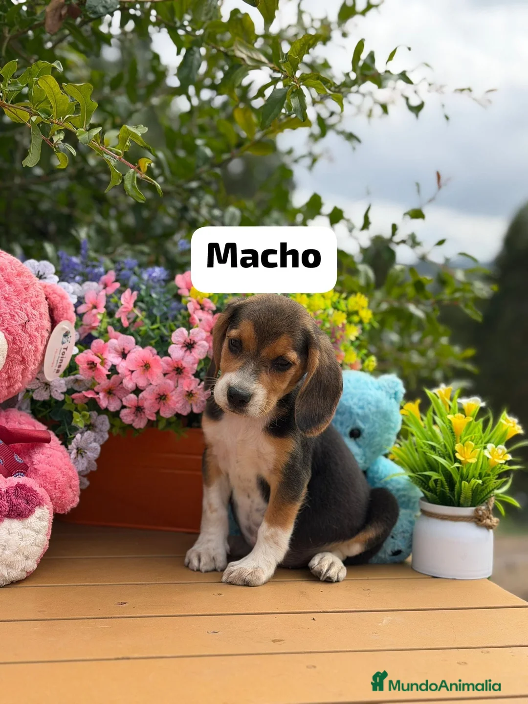 Beagle perros en venta: Parejita de beagle. Real - Anuncio 2