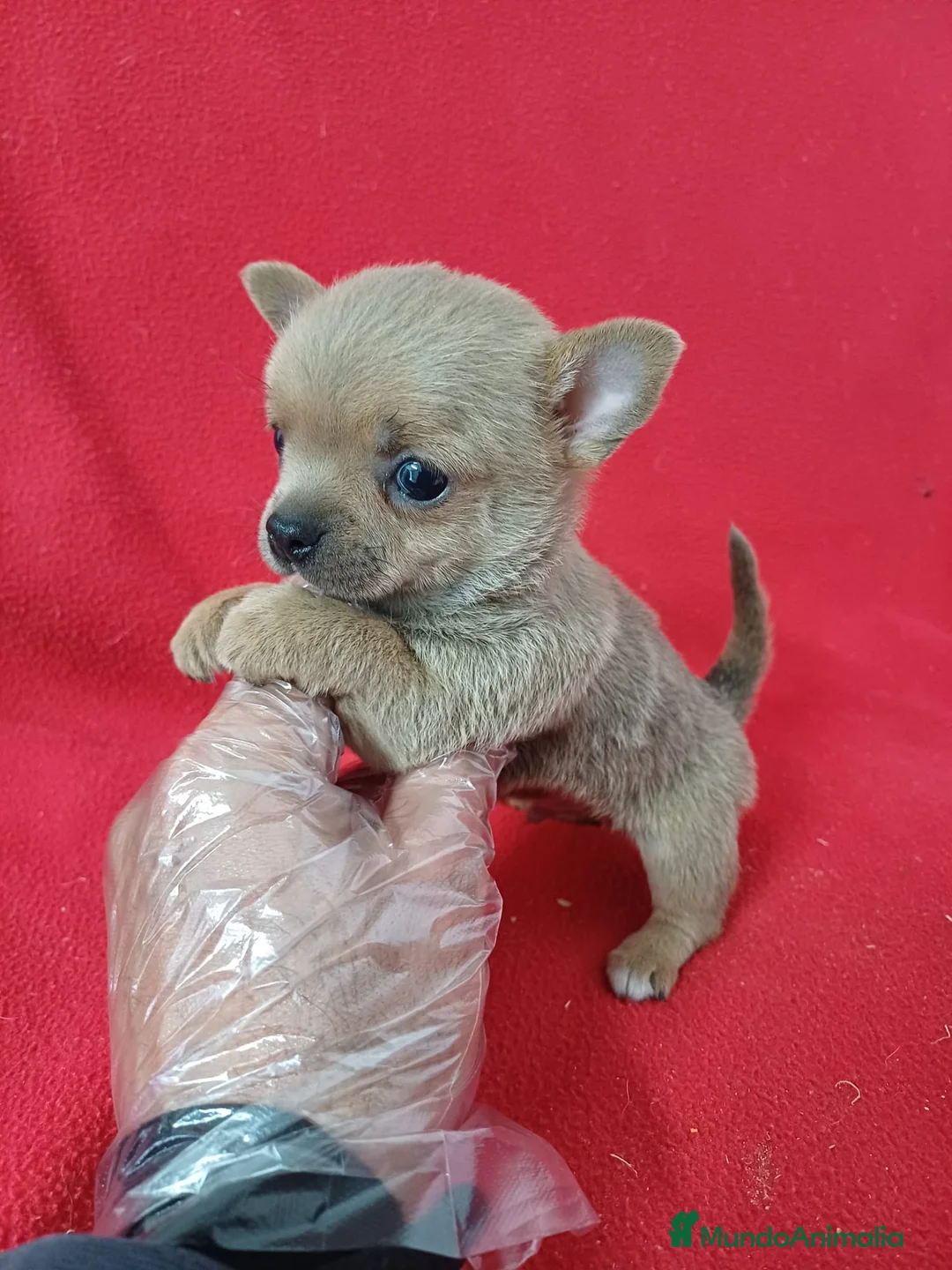 Chihuahua perros en venta: Chihuahua mini - Anuncio 2