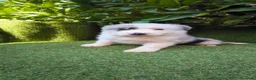 Border Collie perros en venta: border collie blue merle y blanco y negro - Anuncio 13