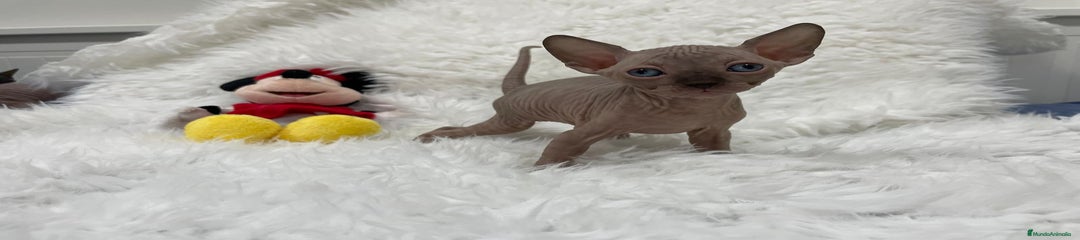 Sphynx Gatito 4