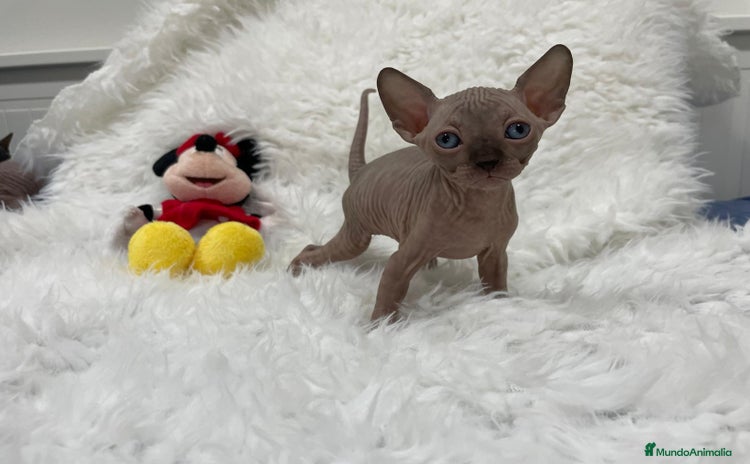 Sphynx gatos - Anuncio 1