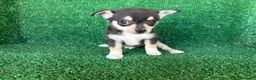 Chihuahua perros en venta: chihuahua - Anuncio 10