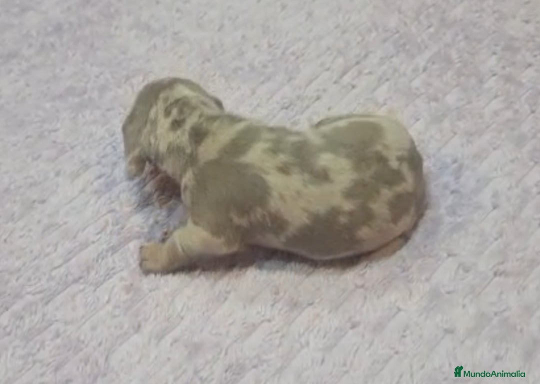 Teckel Miniatura perros en venta: Teckel Mini - Anuncio 4