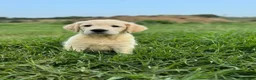 Golden Retriever perros en venta: Camada Golden Retriever.  - Anuncio 5