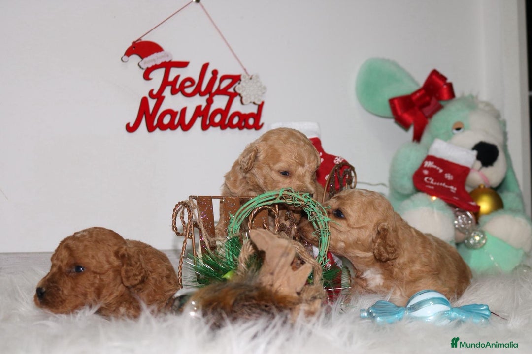 Caniche Toy perros en venta: Caniche toy - Anuncio 2