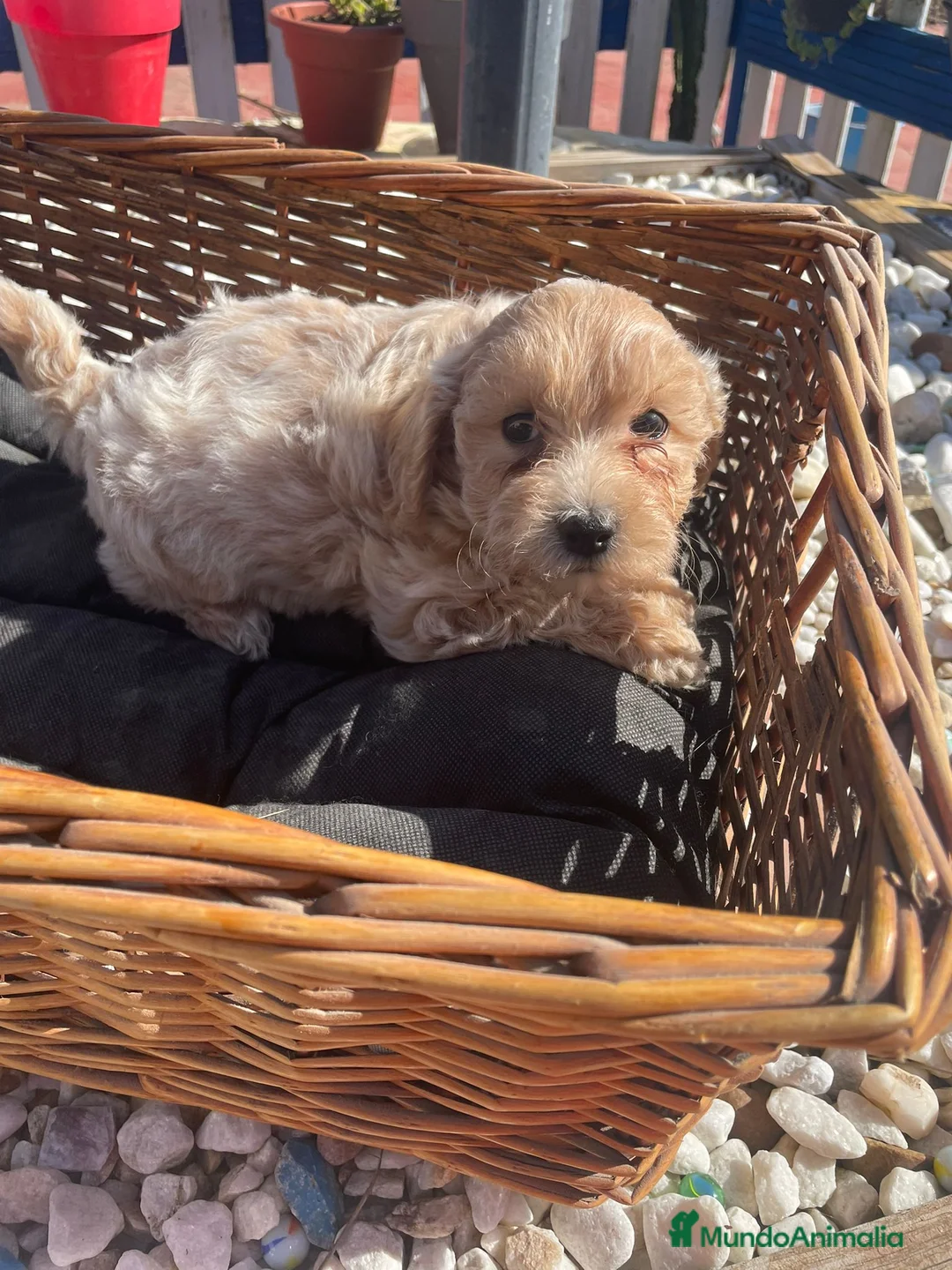 Maltipoo perros en venta: Cachorros Maltipoo  - Anuncio 4