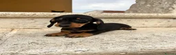 Teckel perros en venta: Teckel  - Anuncio 7