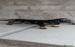 Teckel perros en venta: Macho teckel arlequín plata  - Imagen 4