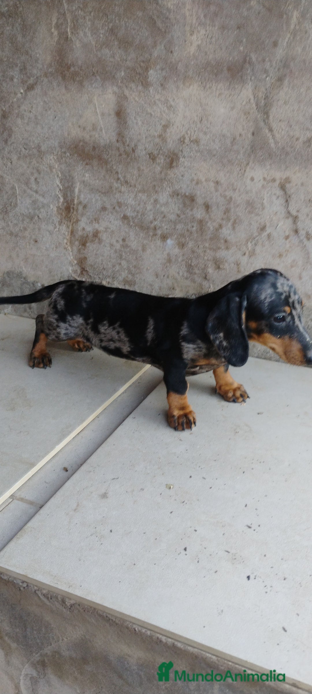 Teckel perros en venta: Macho teckel arlequín plata  - Imagen 4