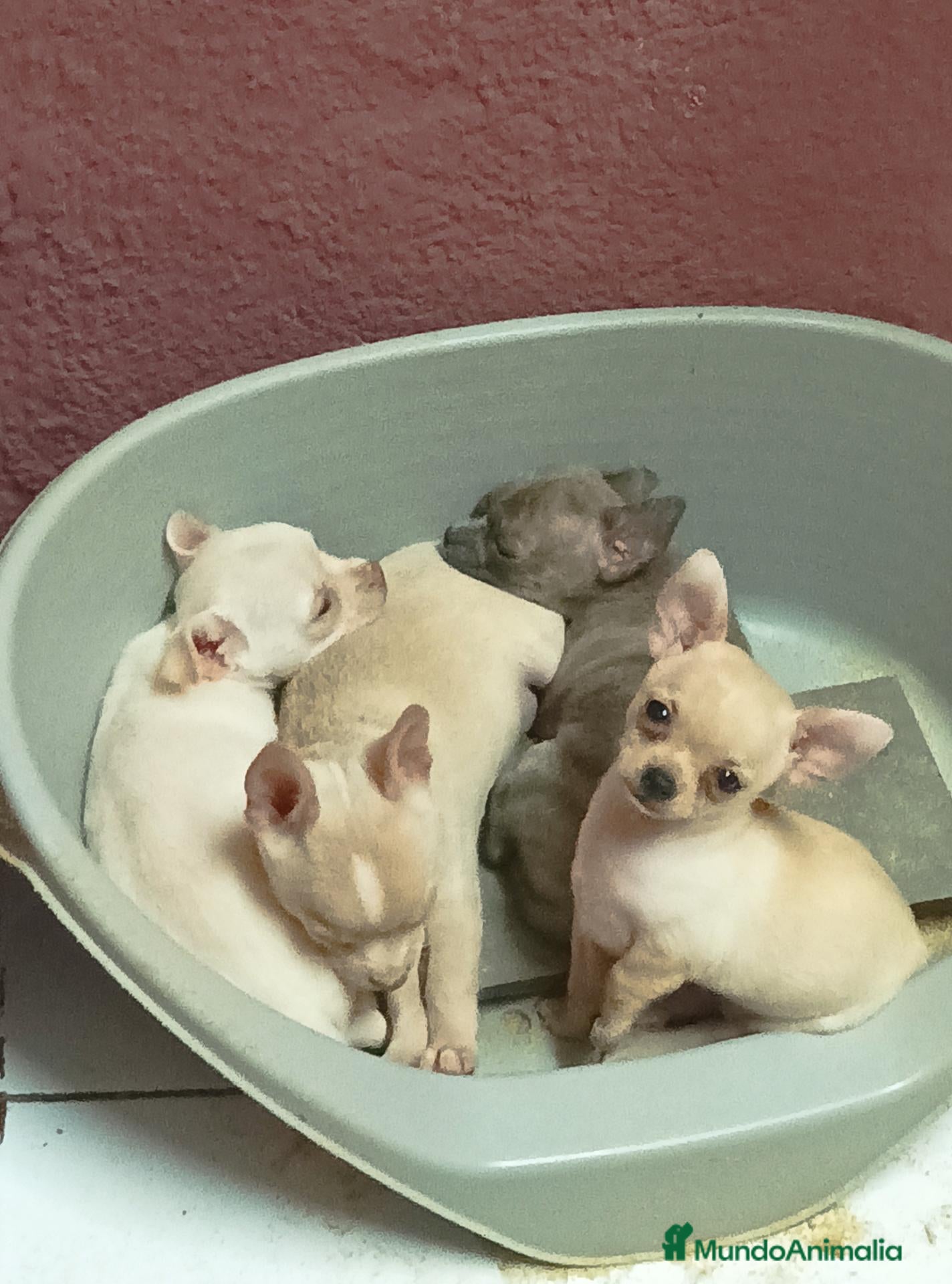 Chihuahua perros en venta: CHIHUAHUA TOY - Anuncio 25