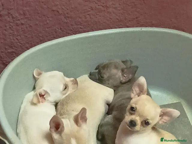 Chihuahua perros en venta: CHIHUAHUA TOY - Anuncio 25