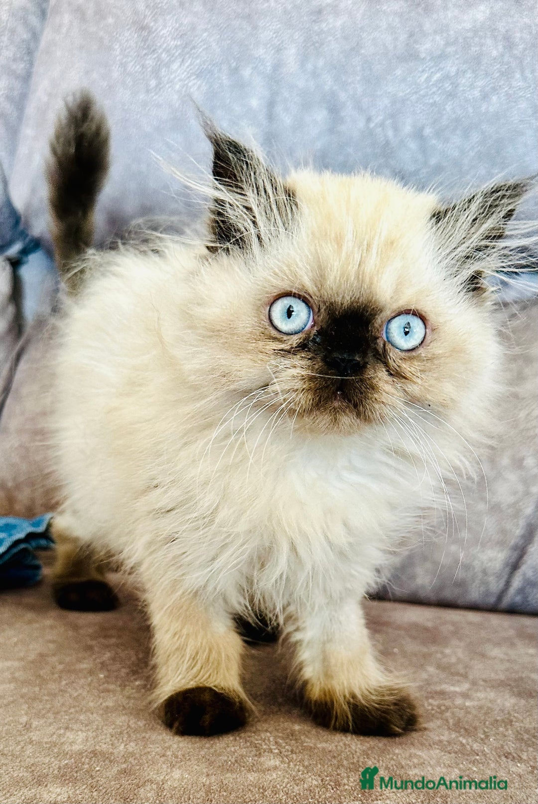 Persa gatos en venta: Precioso macho Himalayo - Imagen 2