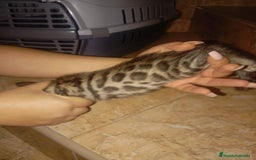 Bengalí gatos en venta: CAMADA BENGALÍS  - Imagen 3