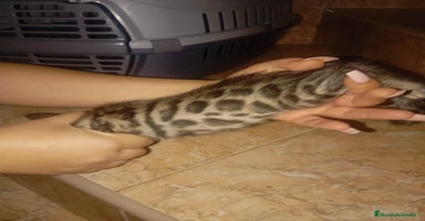 Bengalí gatos - Anuncio 8