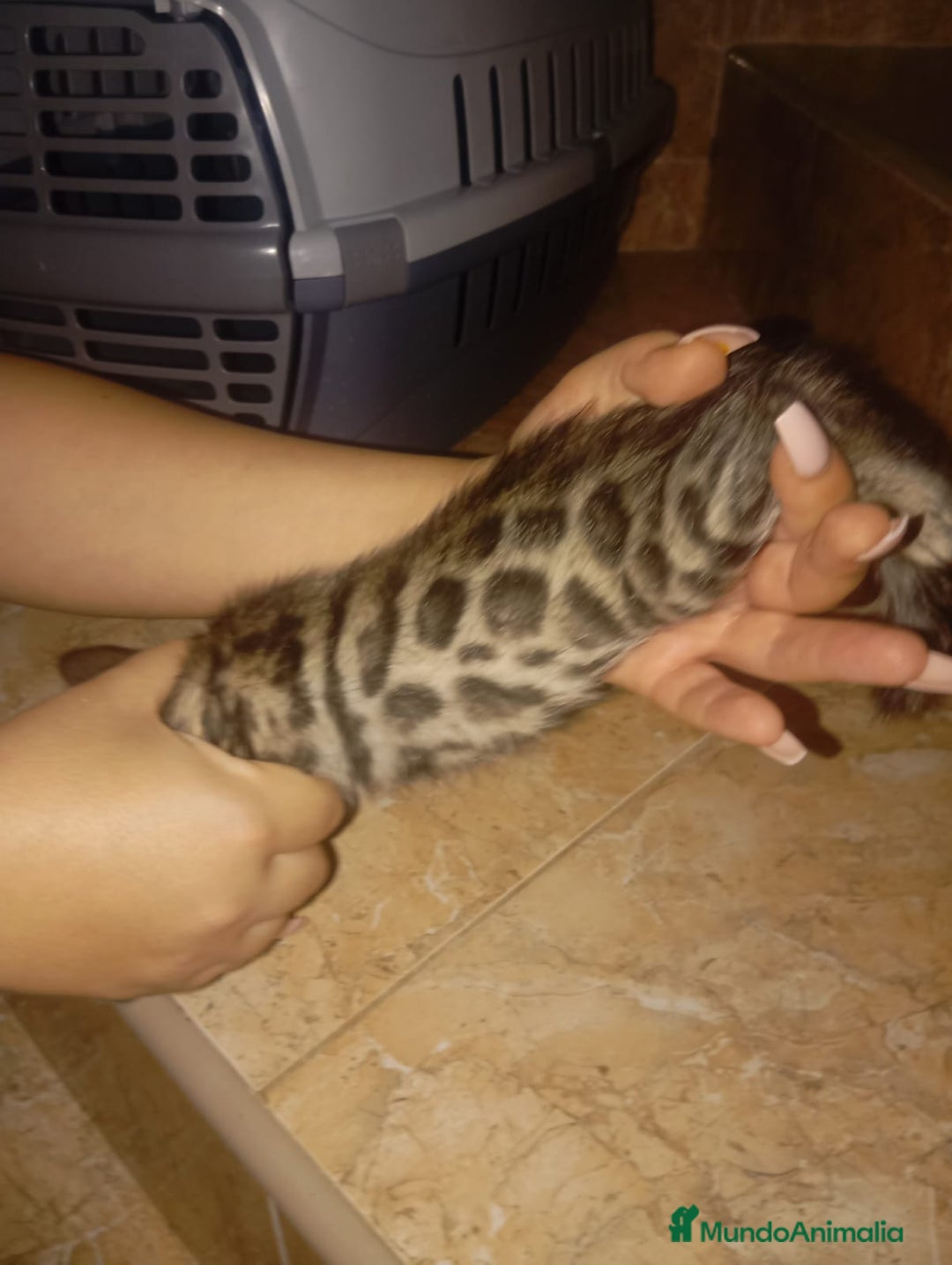 Bengalí gatos en venta: CAMADA BENGALÍS  - Imagen 3