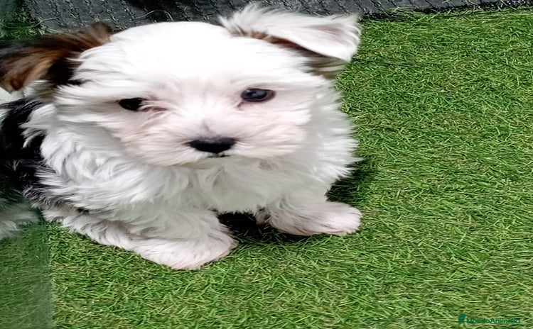 Yorkshire Terrier perros - Anuncio 5