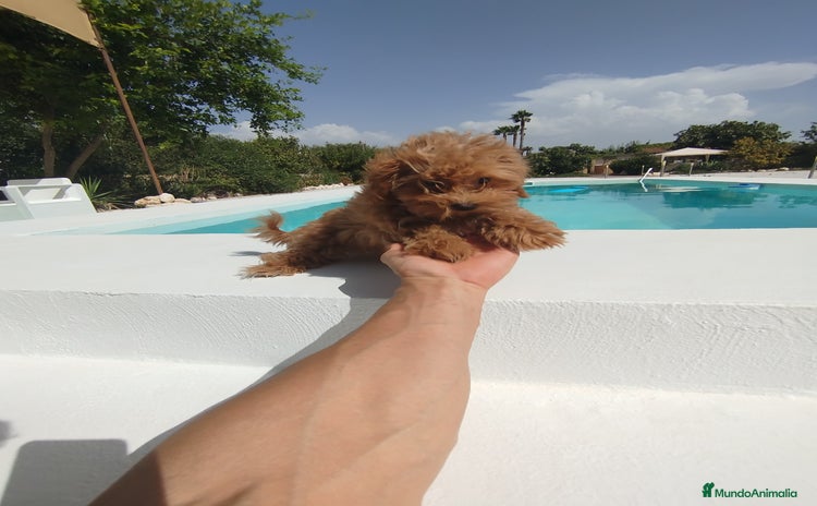 Maltipoo perros - Anuncio 9