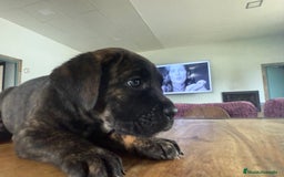 Cane Corso perros en venta: Preciosa camada Cane corso de cría responsable  - Imagen 8