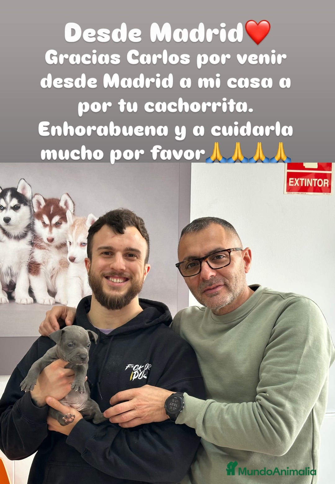 American Staffordshire-Terrier perros en venta: American Stanford, mis pequeños - Imagen 17