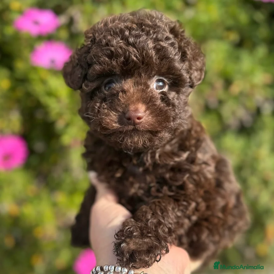 Caniche Enano perros en venta: Caniche Chocolate  - Anuncio 4