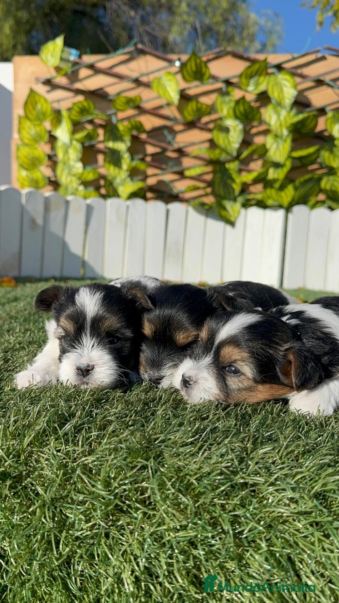 Yorkshire Terrier perros en venta: YORKSHIRE BIEWER - Anuncio 9