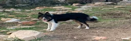 Border Collie perros en venta: Border collie - Anuncio 1