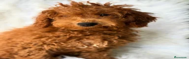 Caniche Enano 4